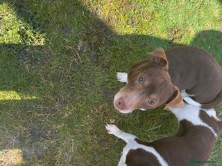 Jack Russell dogs in Wednesbury - Advert 24