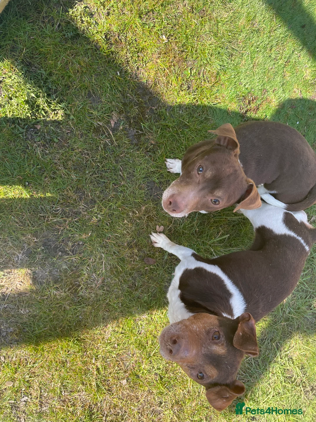 Jack Russell dogs for stud: jack russell for stud in Wednesbury - Advert 1