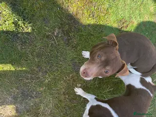 Jack Russell dogs jack russell for stud in Wednesbury - Advert 7