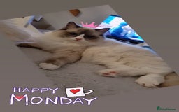 Ragdoll cats for sale: Ragdoll Kittens  - Image 2