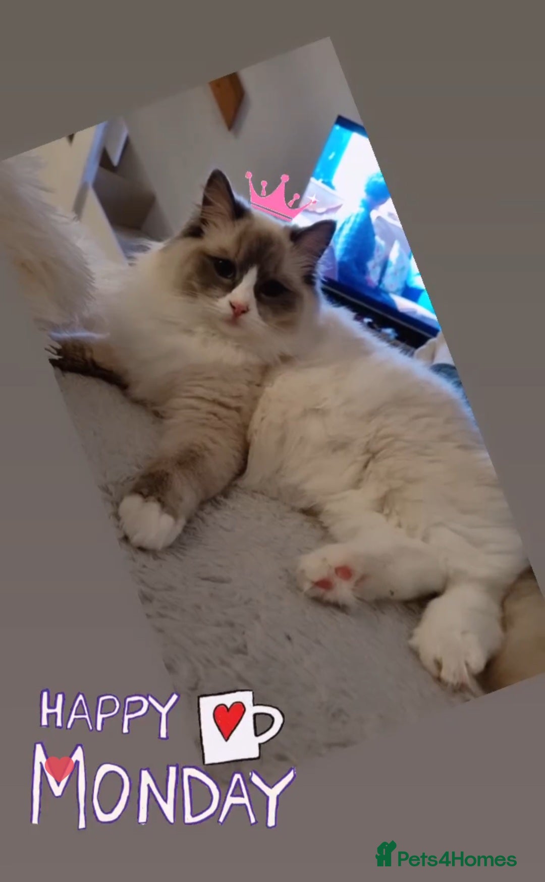 Ragdoll cats for sale: Ragdoll Kittens  - Image 2
