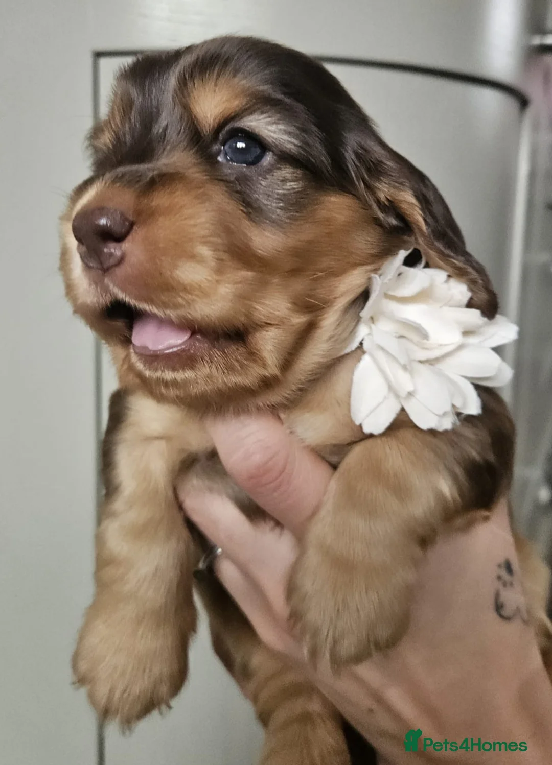 Cocker Spaniel dogs for sale: Show type Simbawood Cocker spaniel puppies  - Advert 6