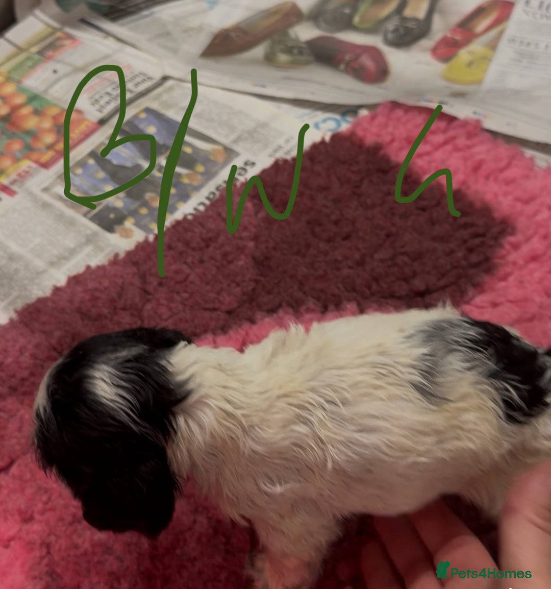 Cocker Spaniel dogs for sale: KC show cocker puppies black white boys - Image 34