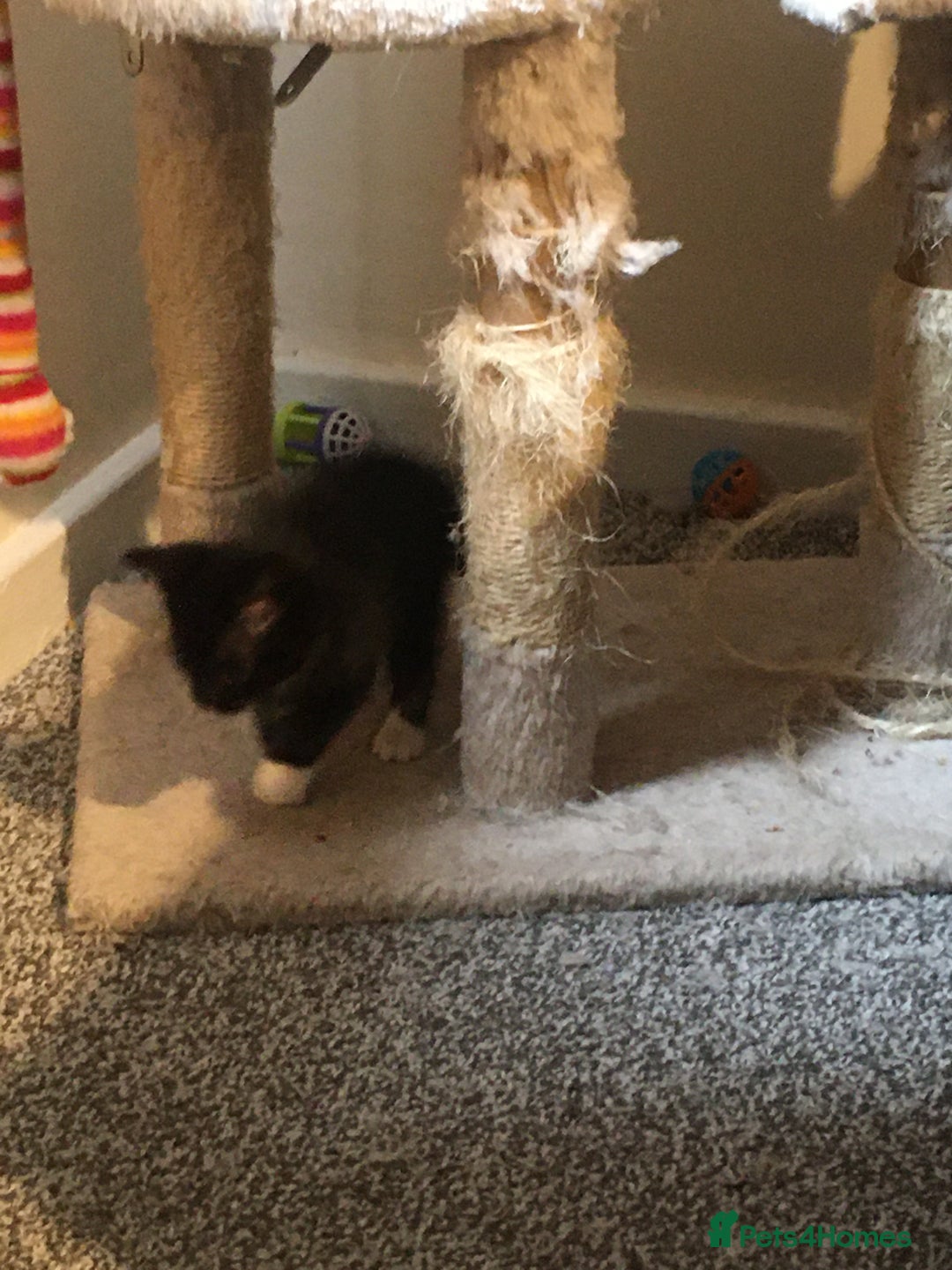 Domestic Shorthair cats for sale: Beautiful black kittens - Image 6