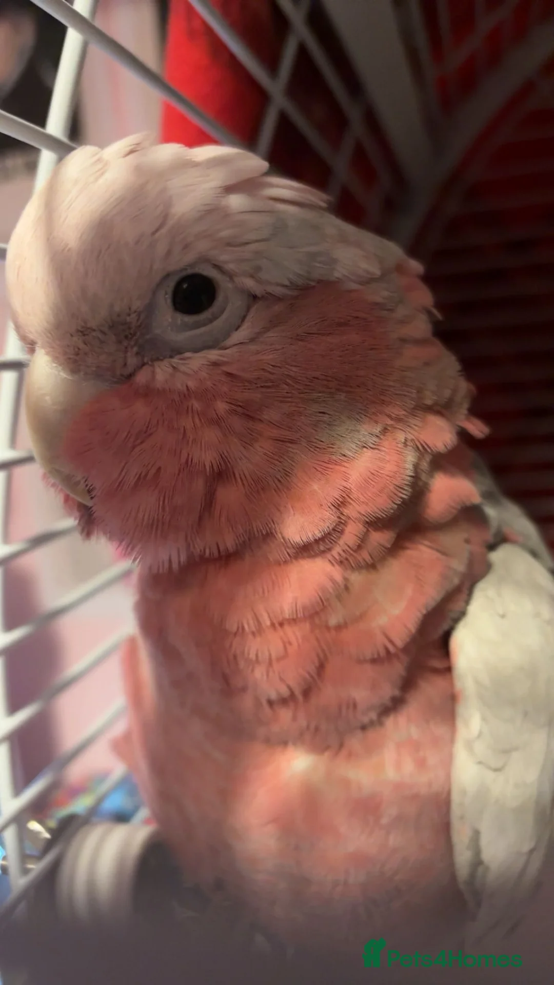 Cockatoo birds for sale: Galah Cockatoo Male in Ripon - Advert 2