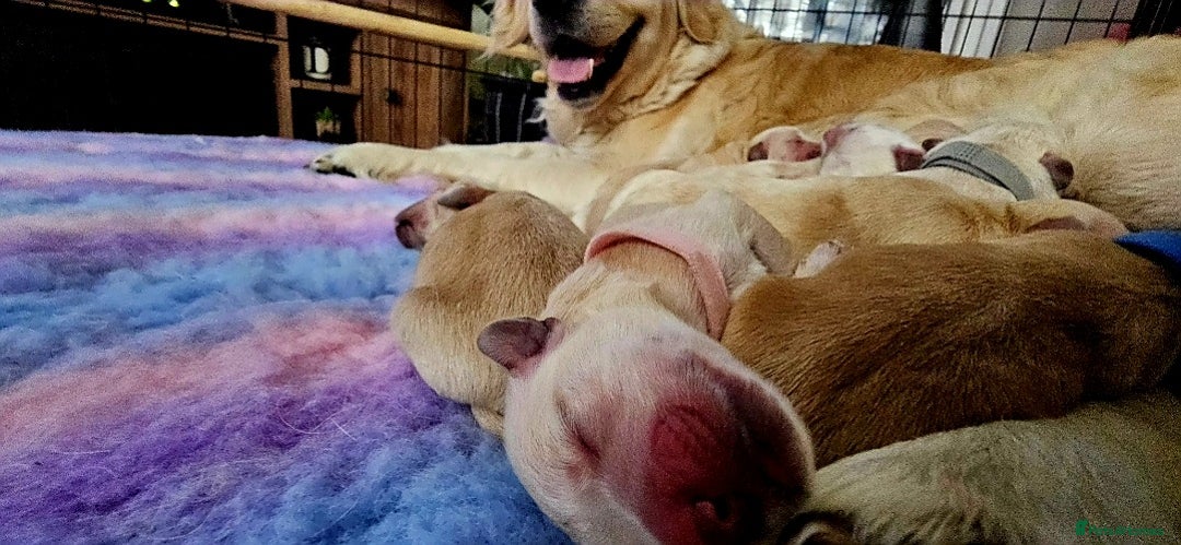 Golden Retriever dogs for sale: 🐕‍🦺Beautiful Pedigree Golden Retriever Puppies🦮 - Image 31