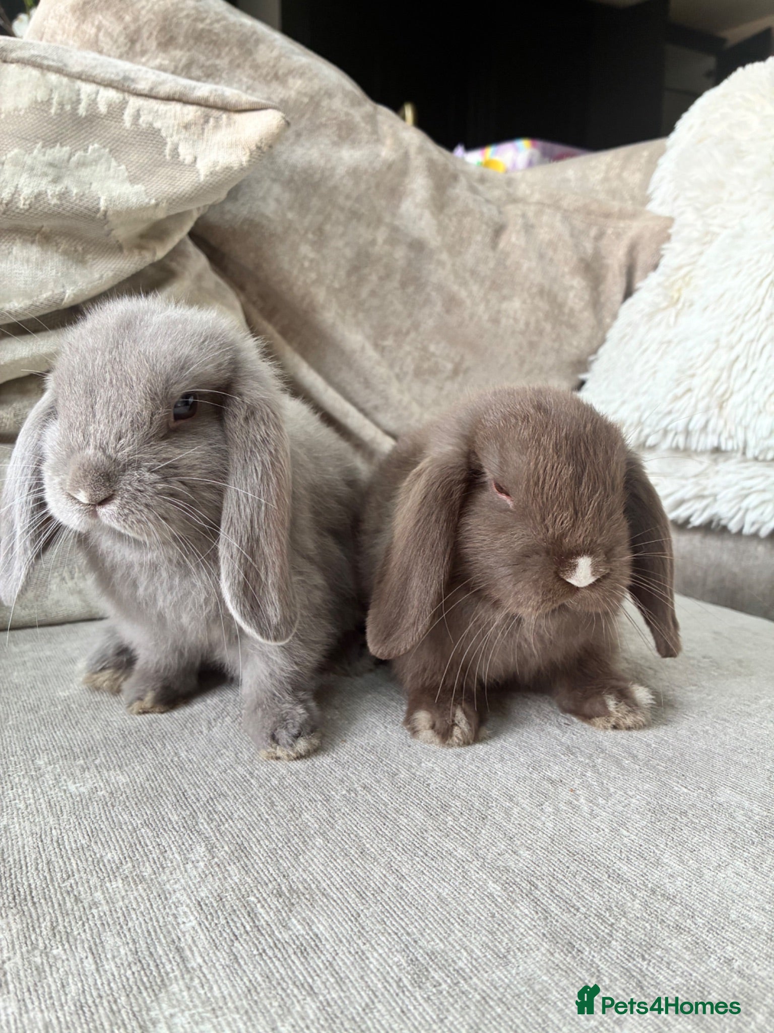 Mini Lop rabbits Mini lops  - Advert 1