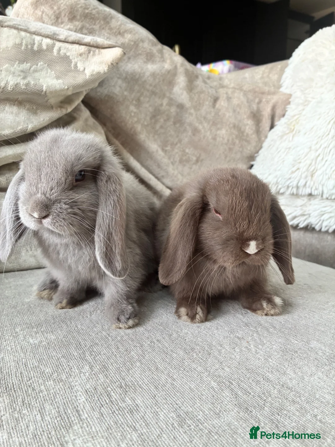 Mini Lop rabbits for sale: Mini lops  - Advert 1