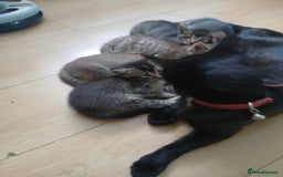 Oriental cats for sale: 4 girls 1 boy - Image 4