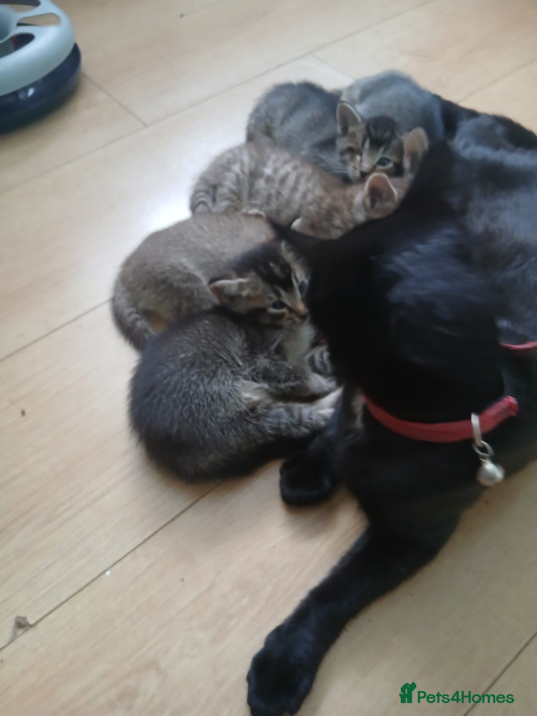 Oriental cats for sale: 4 girls 1 boy - Image 4