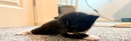 Turkish Angora cats for sale: 🐾 Exceptional Turkish Angora x Kittens in Belper - Advert 4
