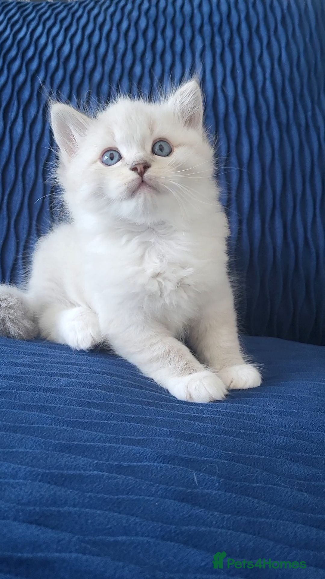 Ragdoll cats GCCF registered Males - Advert 1