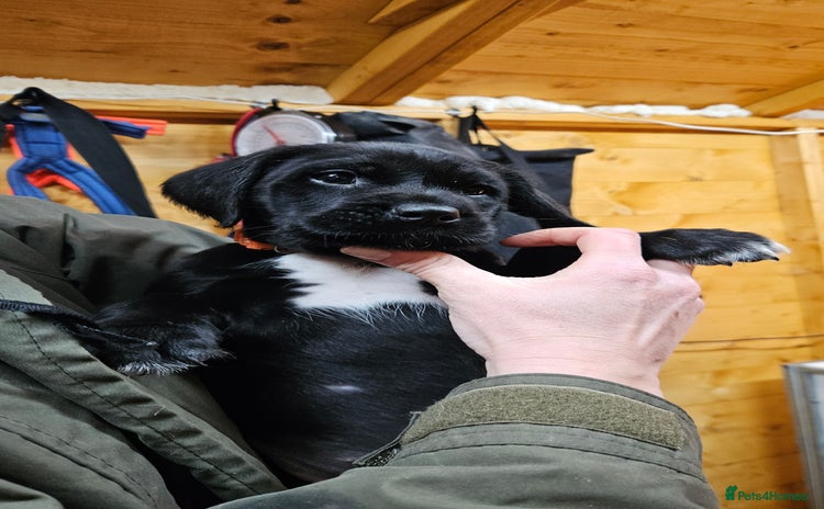 Labrador Retriever dogs Black labrador x gwp puppies working or pet homes - Advert 11