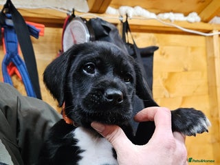 Labrador Retriever dogs Black labrador x gwp puppies working or pet homes - Advert 16