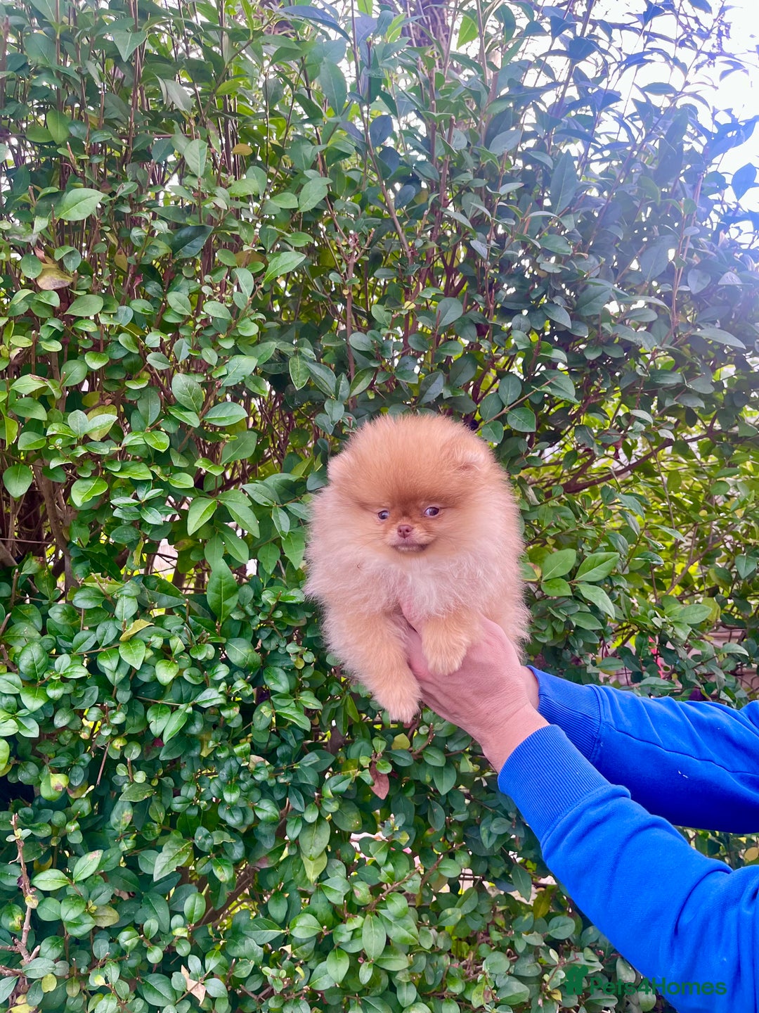 Pomeranian dogs for sale: Top Quality 🐻 Teddy Face🧸Perfect Size - Advert 3