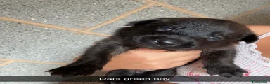 Dark green boy 