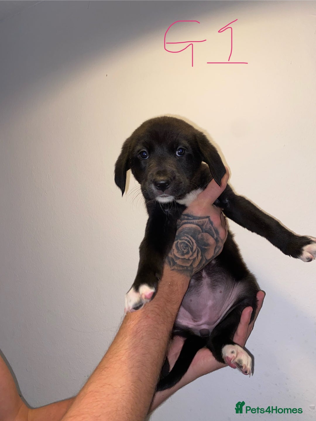 Mixed Breed dogs for sale: 5 lab x staff x collie puppies - Advert 2