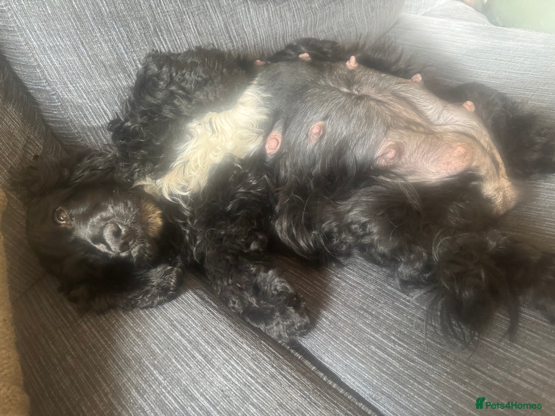 Cockapoo dogs for sale: Stunning Show Type F1 Cockapoo  - Image 7