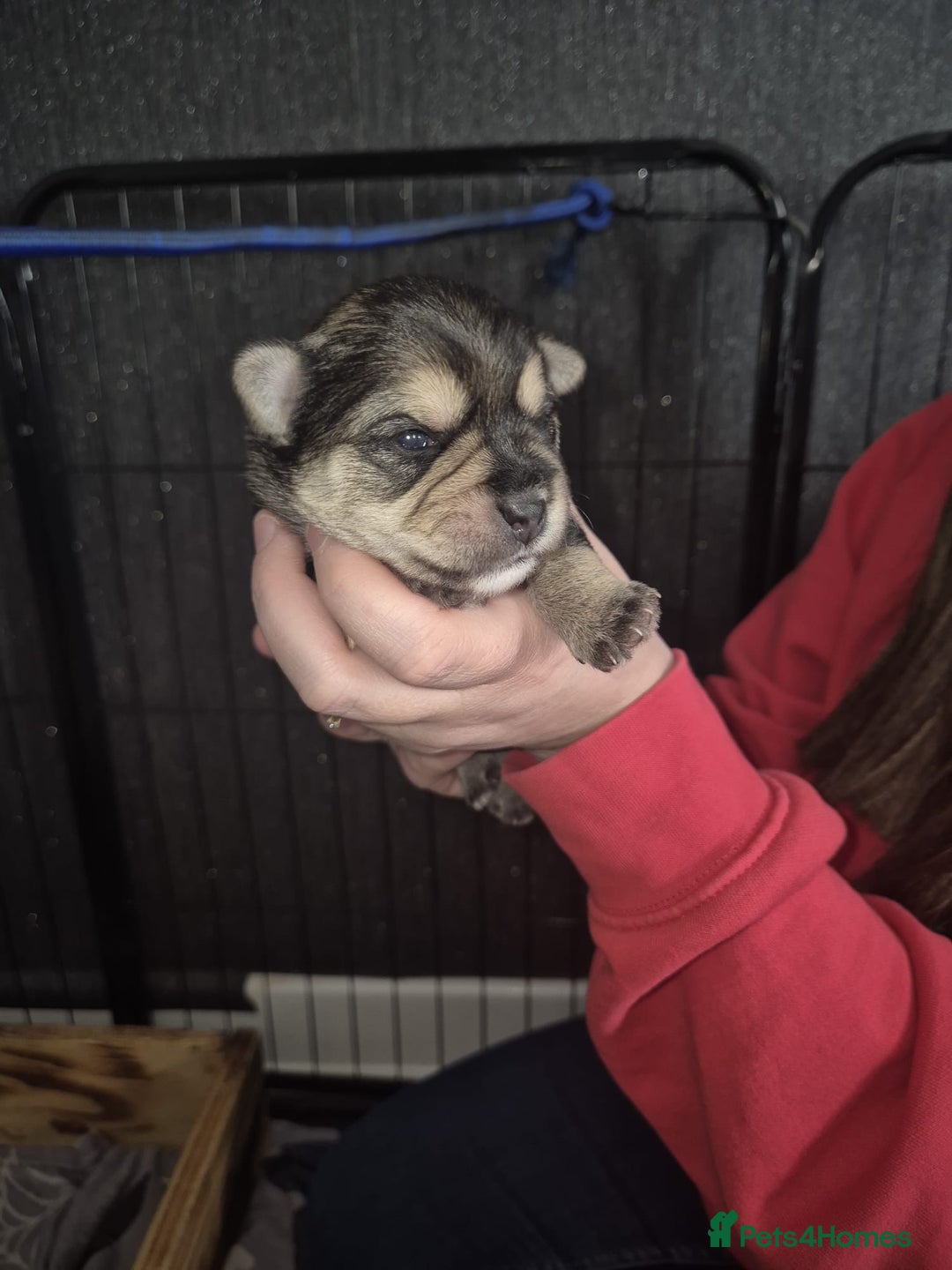 Yorkshire Terrier dogs for sale: Gorgeous yorkshire terrier puppies - Advert 4