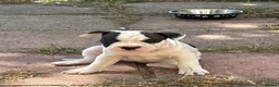 Mixed Breed dogs for sale: French bulldog cross in Manningtree - Advert 2