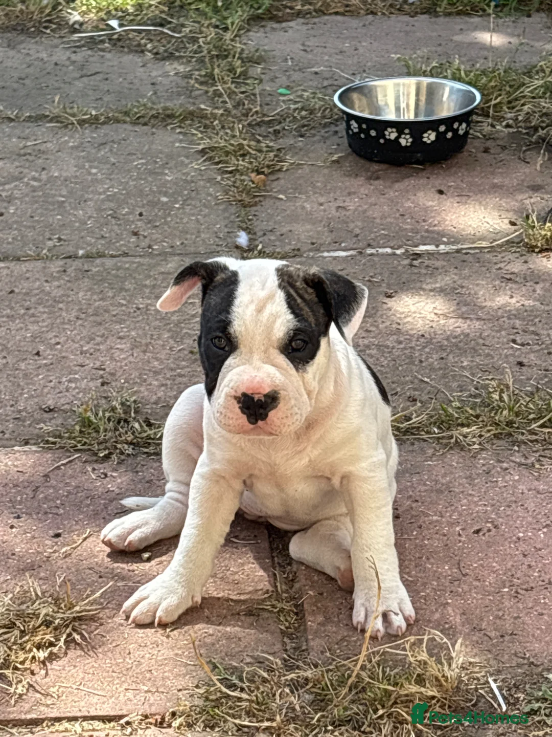 Mixed Breed dogs for sale: French bulldog cross in Manningtree - Advert 2