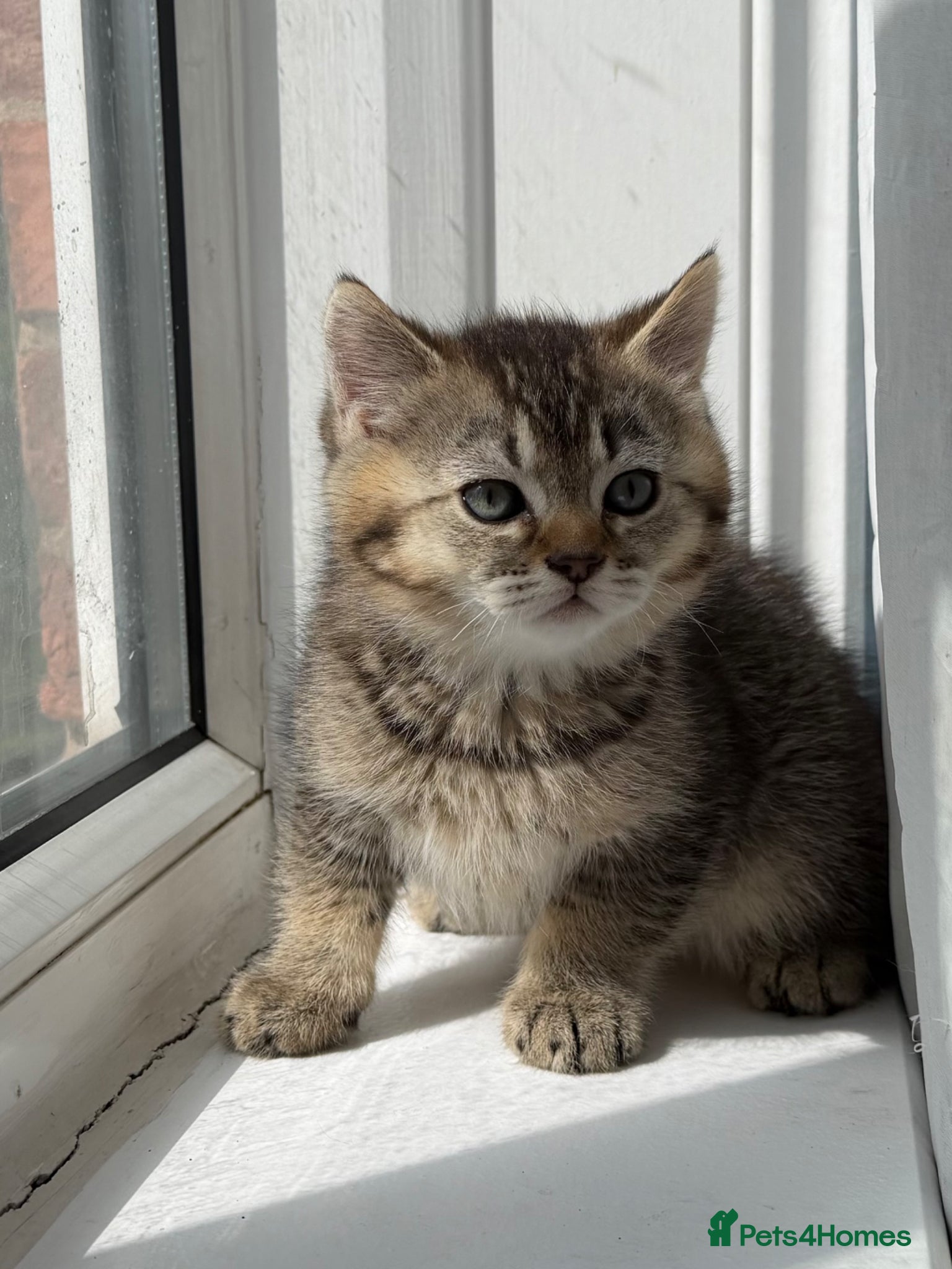British Shorthair cats Looking for a new home!!! ready to collect  - Advert 15