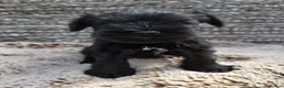 Miniature Schnauzer dogs for sale: Beautiful Miniature Schnauzers - Advert 10