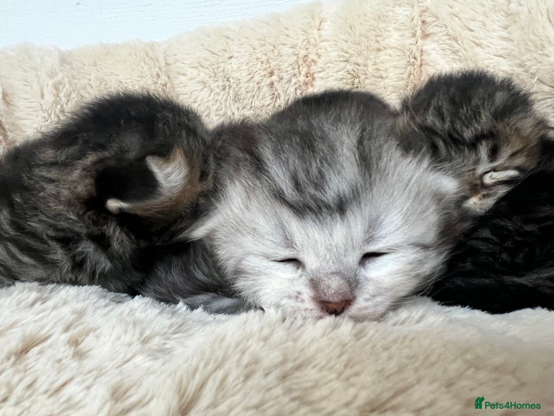 Siberian cats for sale: 🩶🩵Traditional Siberian Babies🩵🩶 - Advert 3