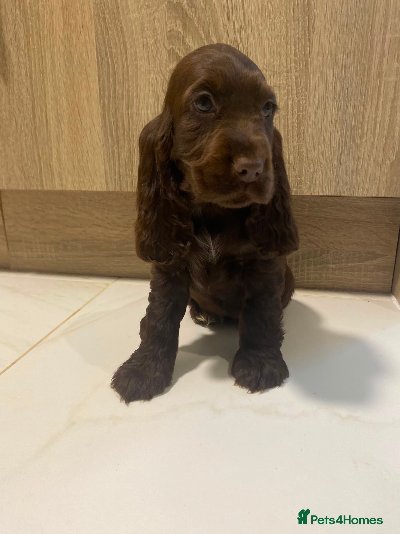 Cocker Spaniel dogs 🐾STUNNING KC REGISTERED SHOW COCKERS🐾 - Advert 2
