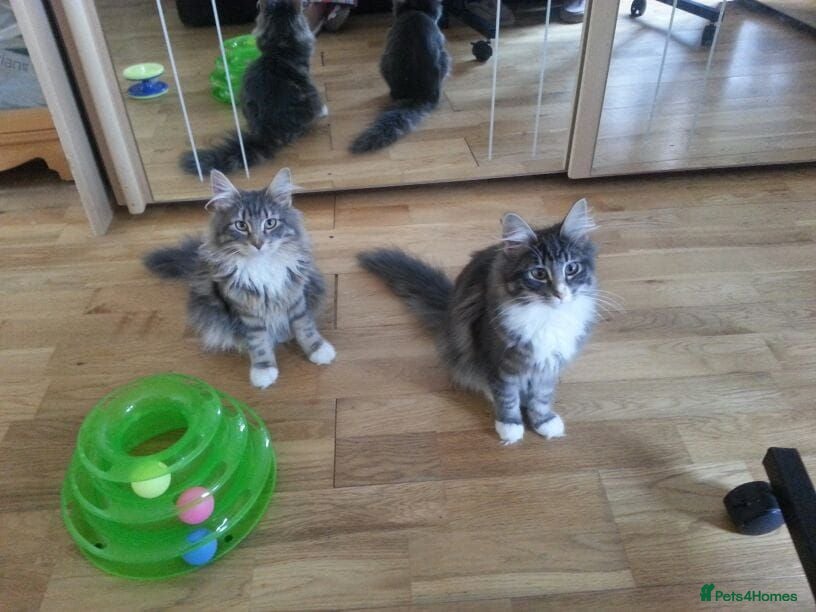 Norwegian Forest Cat cats 2 Gorgeous Blue Norwegian  - Advert 3