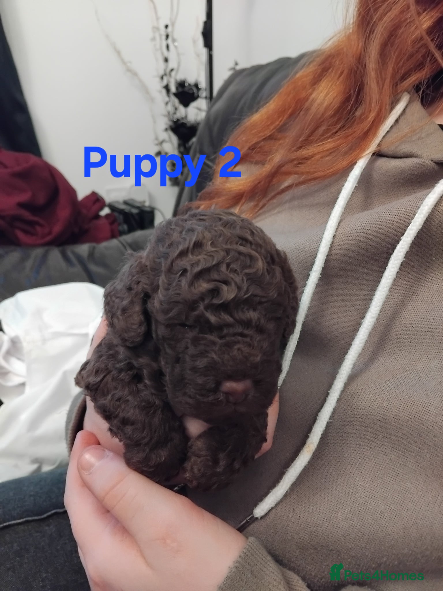 Cockapoo dogs F2b cockapoos  - Advert 1