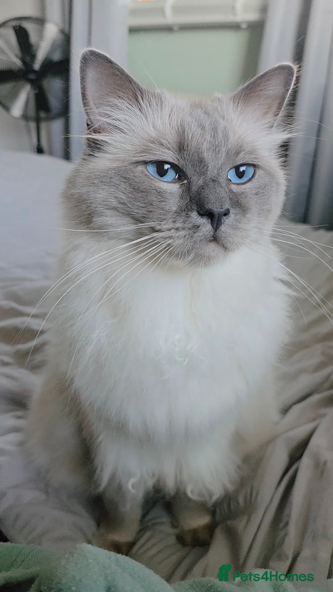 Ragdoll cats for sale: Male ragdoll 2 years old - Advert 6