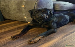 Mixed Breed dogs for sale: Rottweiler mix - Image 3