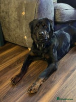 Mixed Breed dogs - Advert 10