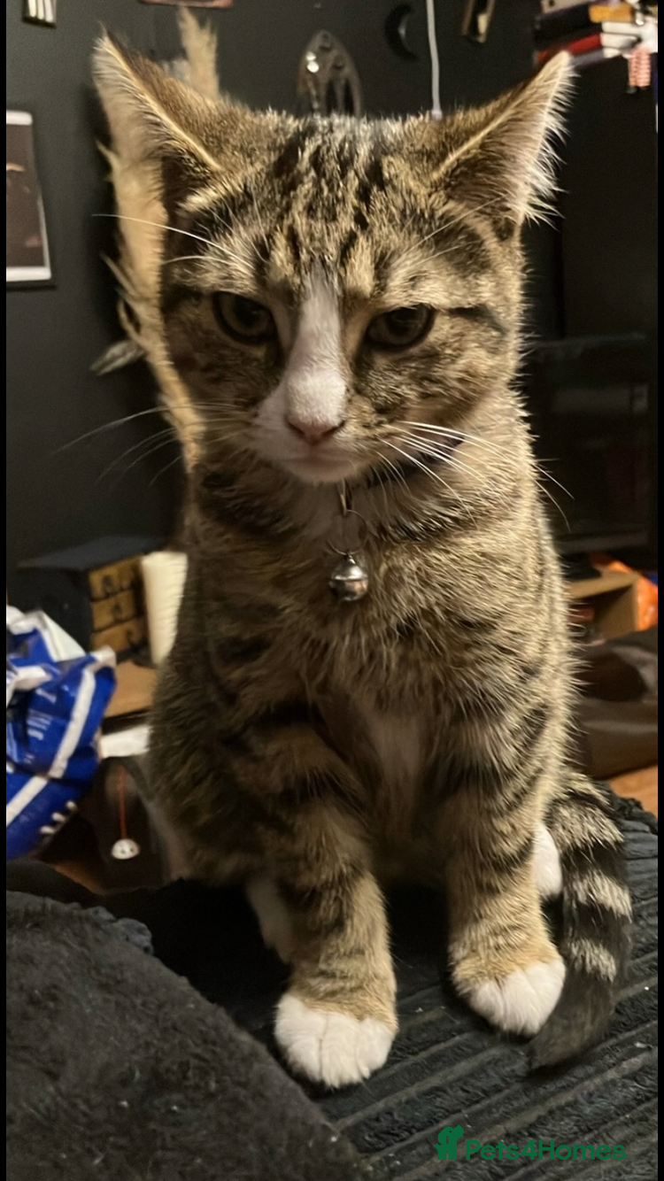 Mixed Breed cats for sale: Two young cats for rehoming  - Advert 5