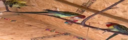 Parakeets birds for sale: Eastern Rosella in Wigan - Advert 13