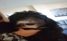 Sheepadoodle dogs for sale: *REDUCED*DNA tested sheepadoodle - Image 25