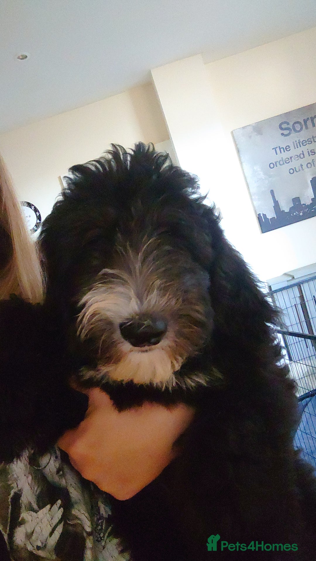 Sheepadoodle dogs for sale: *REDUCED*DNA tested sheepadoodle - Image 25