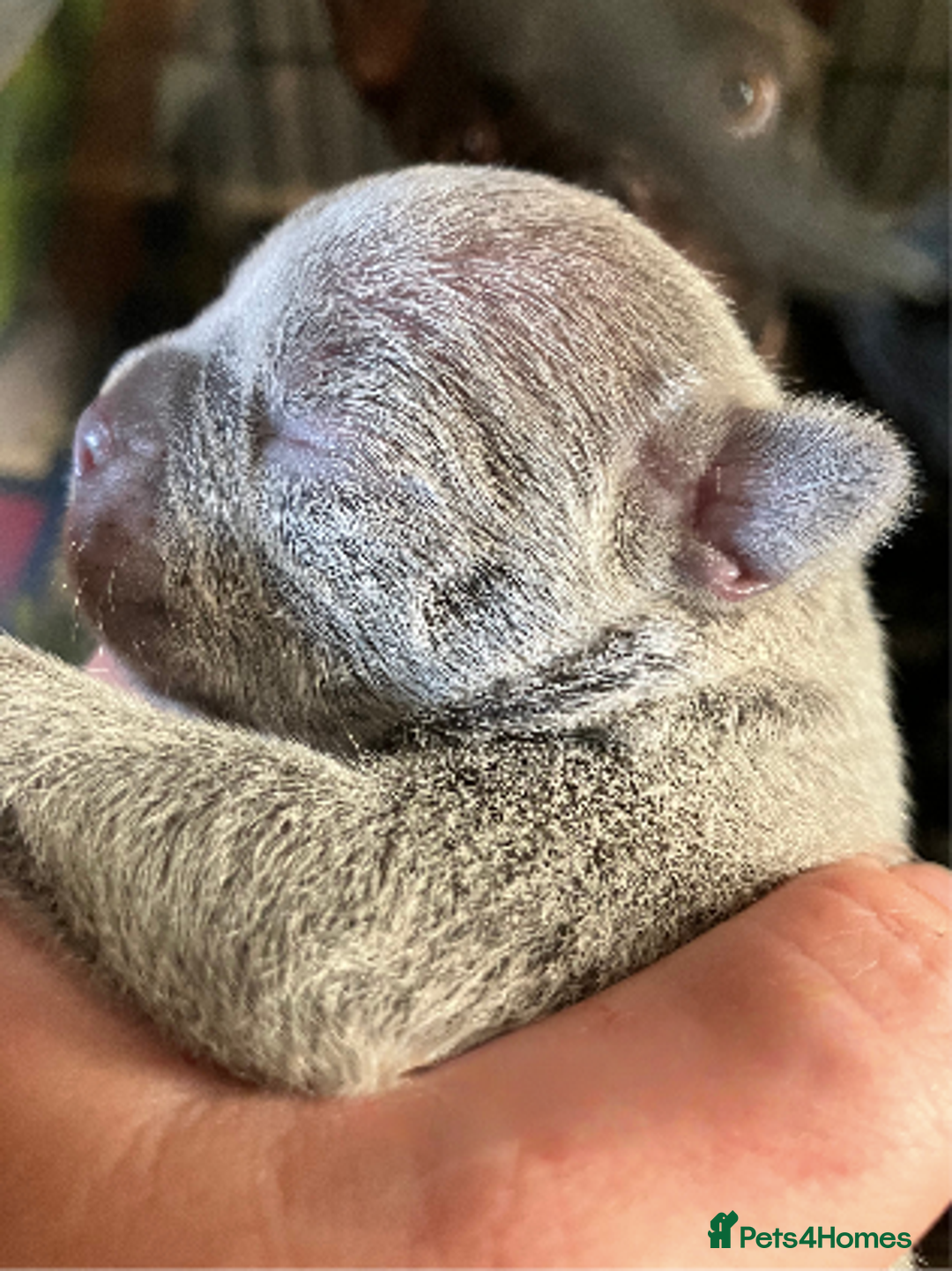 French Bulldog dogs for sale: KC French Bulldog Puppies - Image 9