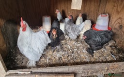 Chickens poultry for sale: Pekin hens and a cockerel - Image 1