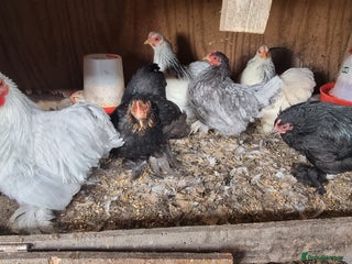 Chickens poultry for sale - Advert 1