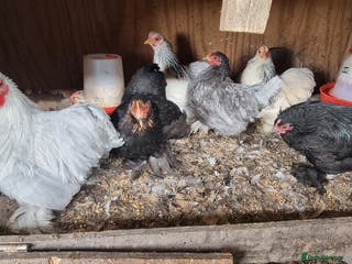 Chickens poultry Pekin hens and a cockerel - Advert 19