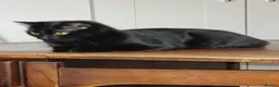 Mixed Breed cats for sale: Kittens for sale  - Advert 1
