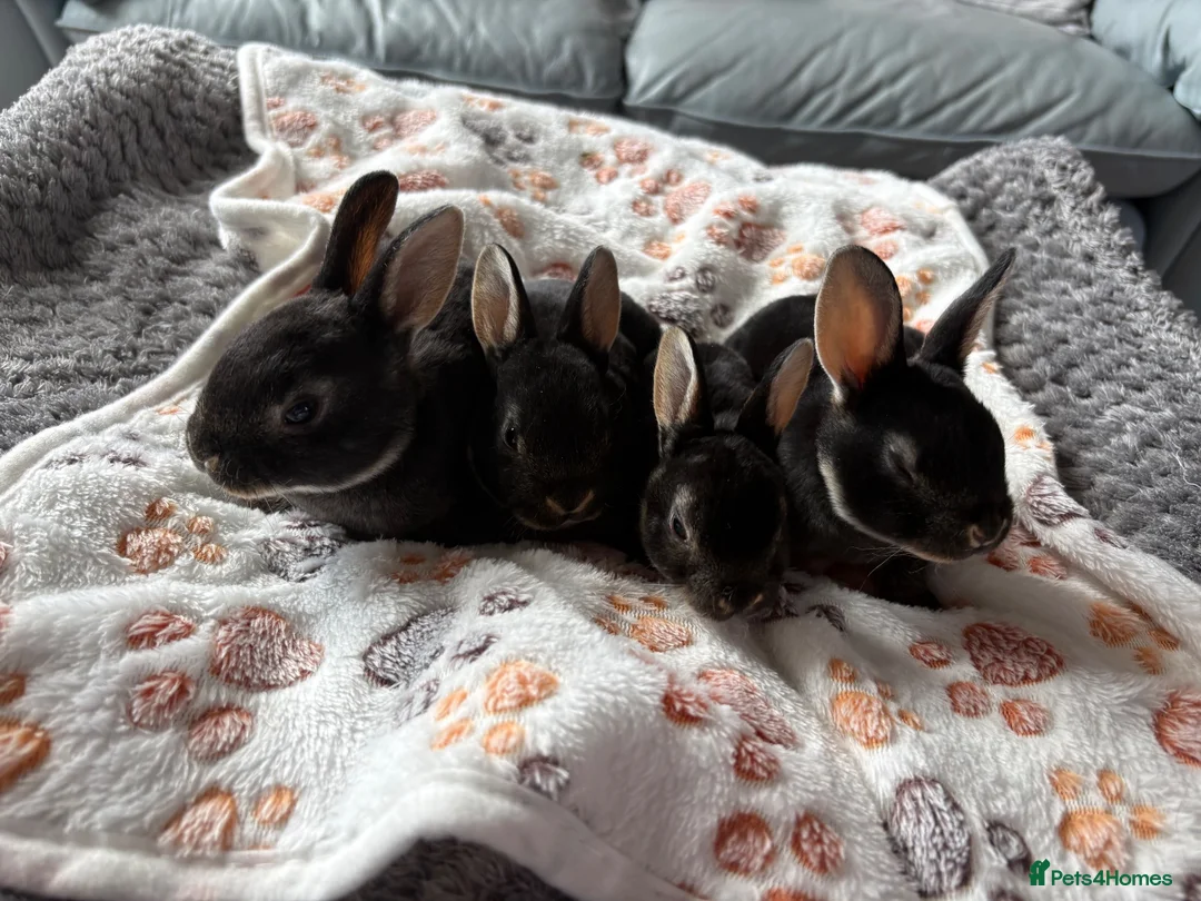 Rex rabbits for sale: Black Otter Mini Rex Bunnies  - Advert 2