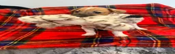 Jack Russell dogs for sale: Stunning Jack Russel pups ready to go  - Advert 7