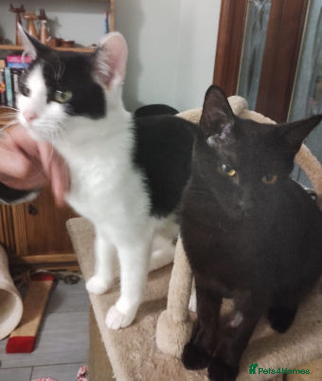 Mixed Breed cats for adoption: WILLOW IS RESERVED - Image 1