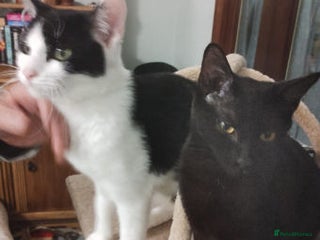 Mixed Breed cats - Advert 9