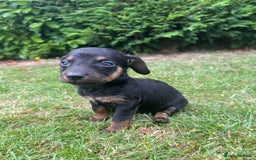Dachshund dogs for sale: Dachshund pups - Image 3