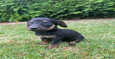 Dachshund dogs - Advert 4