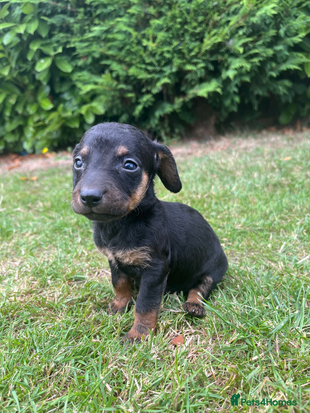 Dachshund dogs for sale: Dachshund pups - Image 3